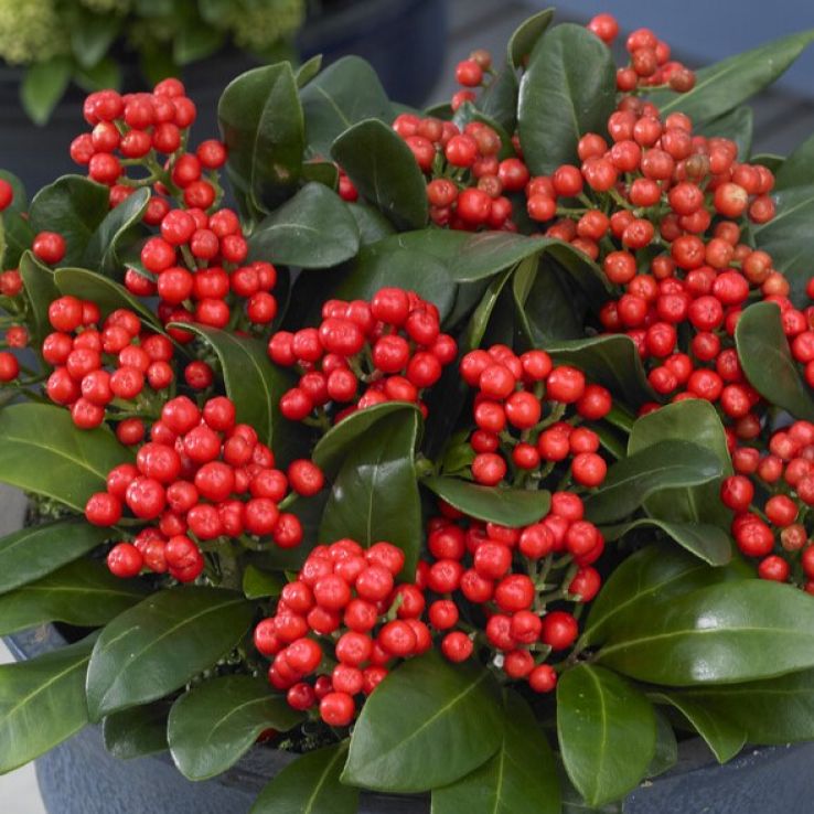 Skimmia japonica 'Beautiful' main product photo