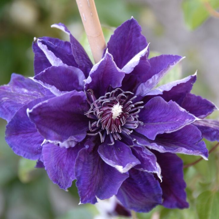 Clematis 'Shin-shigyoku' main product photo