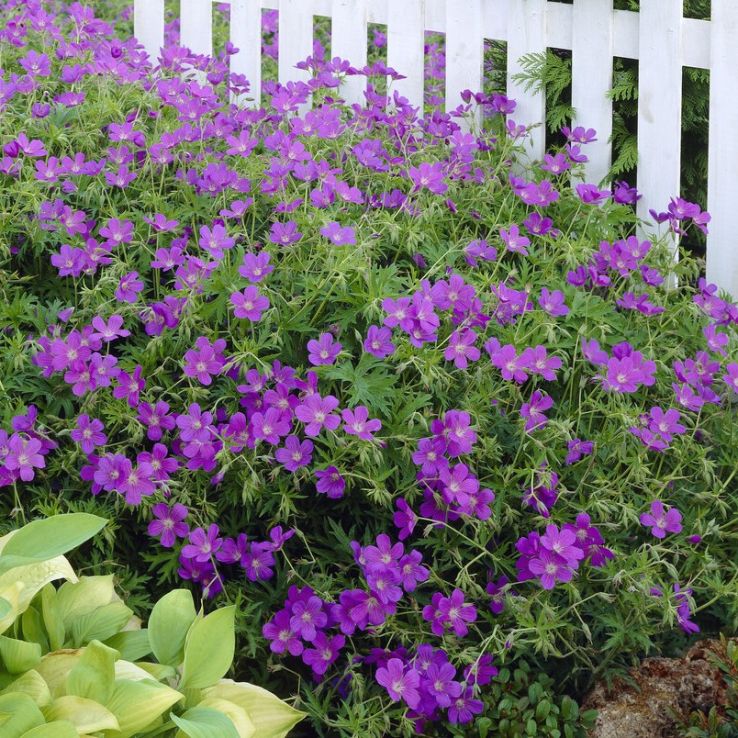 Geranium 'Brookside' - Hardy Blue Geranium main product photo