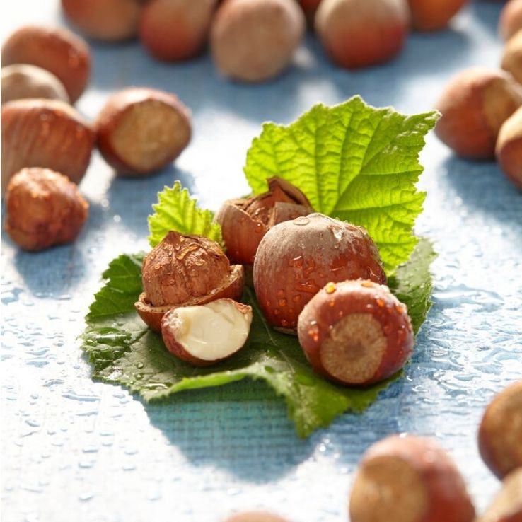 Hazelnut bush - Corylus avellana Yamhill - Nut Tree circa 100-120cm tall main product photo
