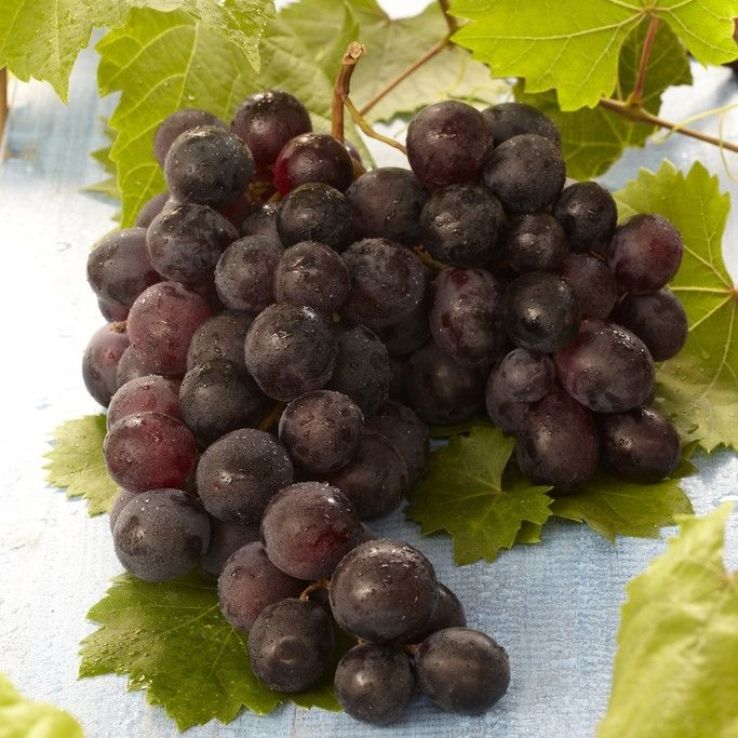 Vitis vinifera 'Regent' - Grape Vine main product photo