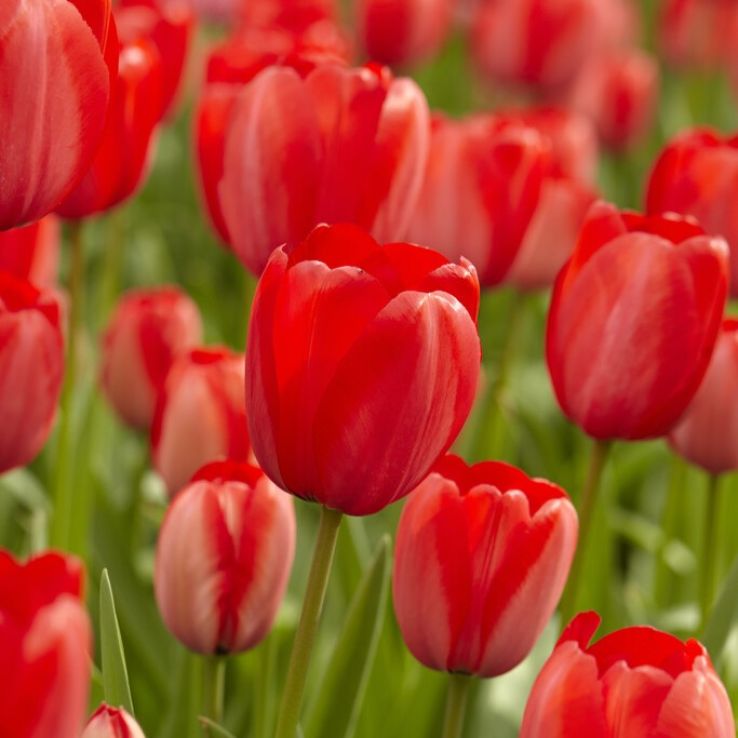 Tulip ' Red Impression' - Pack of 6 main product photo