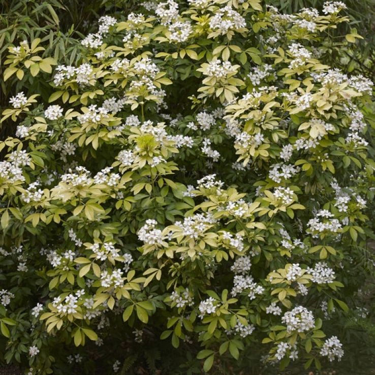 Choisya ternata - Mexican Orange Blossom main product photo