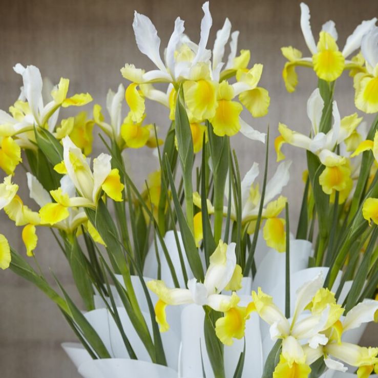 Dutch Iris Montecito - Pack of 10 Bulbs main product photo