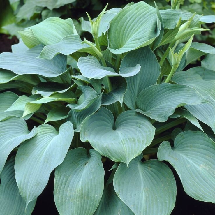 Large Hosta Blue Angel - Plantain Lily main product photo