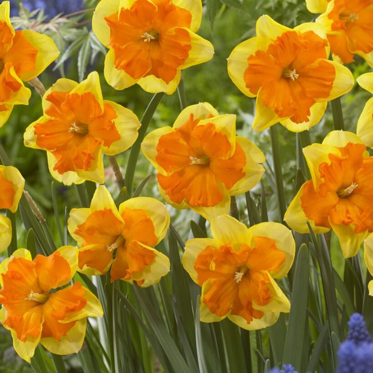 Narcissus Congress - Pack of 10 Bulbs main product photo