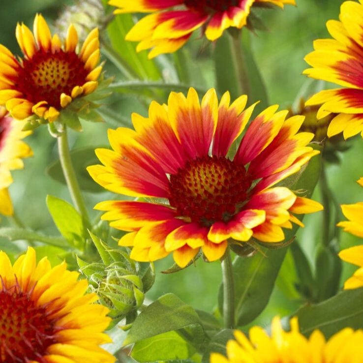 Gaillardia Kobold Goblin - Blanket Flower main product photo