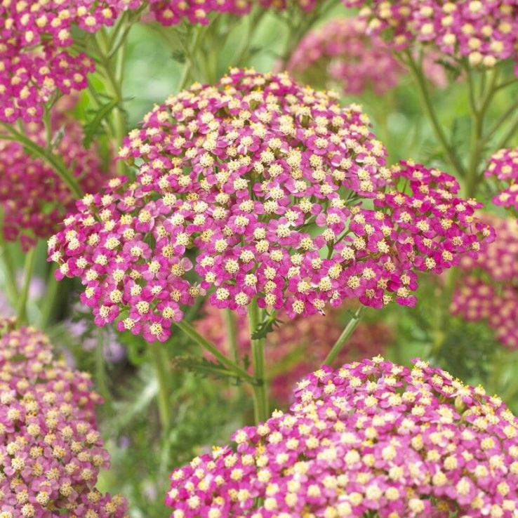 Achillea Lightning Pink main product photo