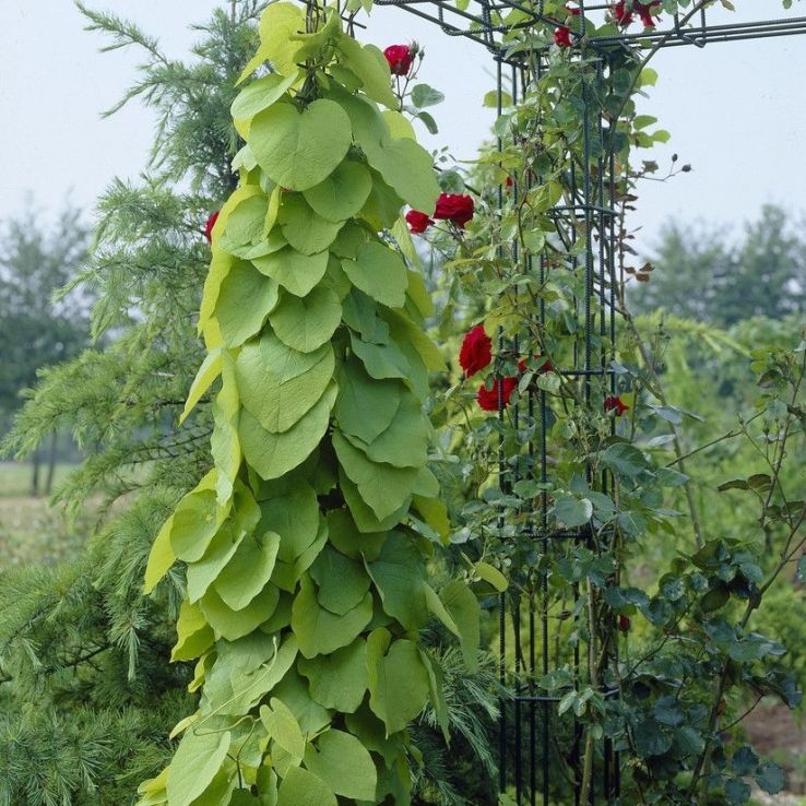 Large 6-7ft Specimen Climber - Aristolochia macrophylla main product photo