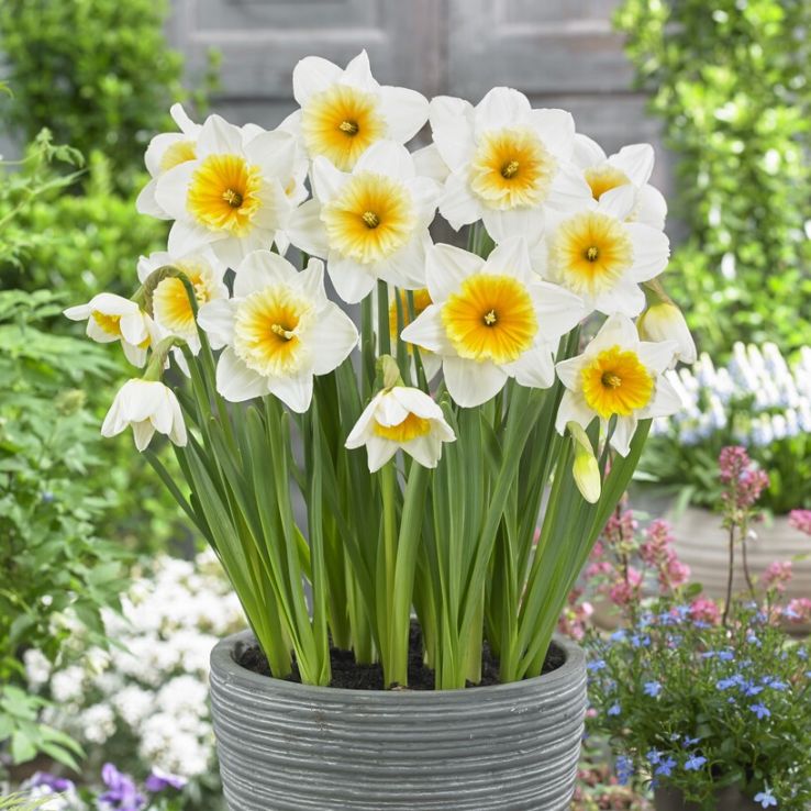 Narcissus Slim Whitman - Pack of 10 Bulbs main product photo