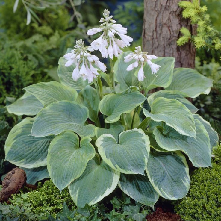 Hosta Northern Exposure main product photo