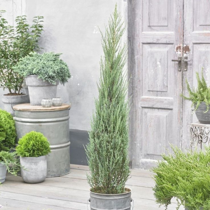 Large Juniperus scopulorum Blue Arrow - circa 150-170cm main product photo
