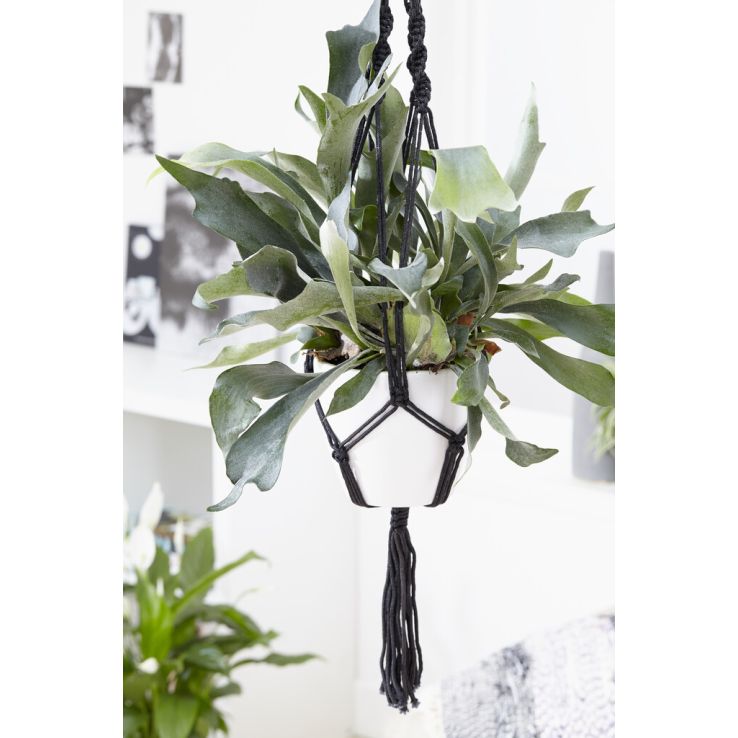 Platycerium bifurcatum - Common Staghorn Fern in Hanging Basket