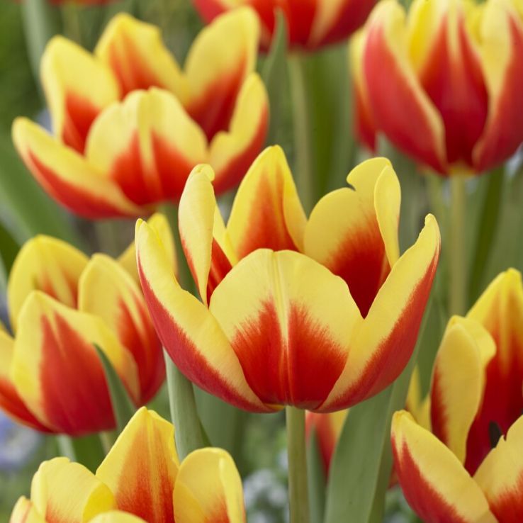 Tulipa Jan Seignette - Pack of 6 main product photo