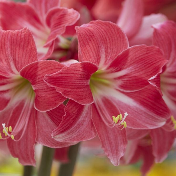 Amaryllis - Neon - Hippeastrum Bulb main product photo