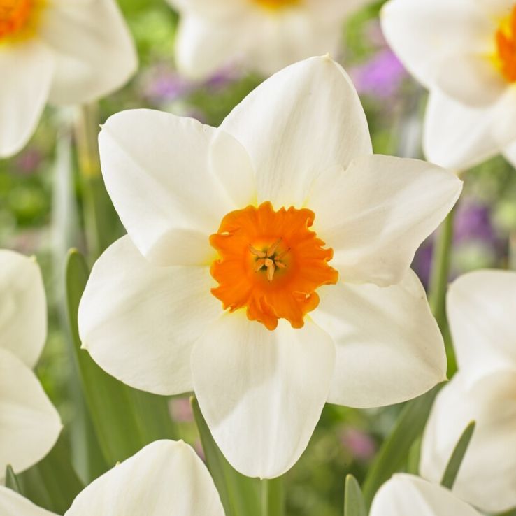 Narcissus – Joyce Spirit - Pack of 10 Bulbs main product photo