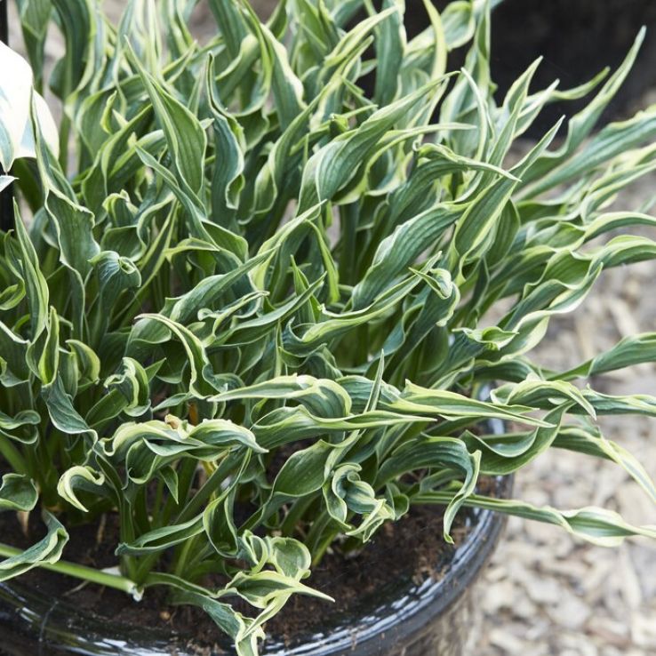 Hosta Hands Up main product photo