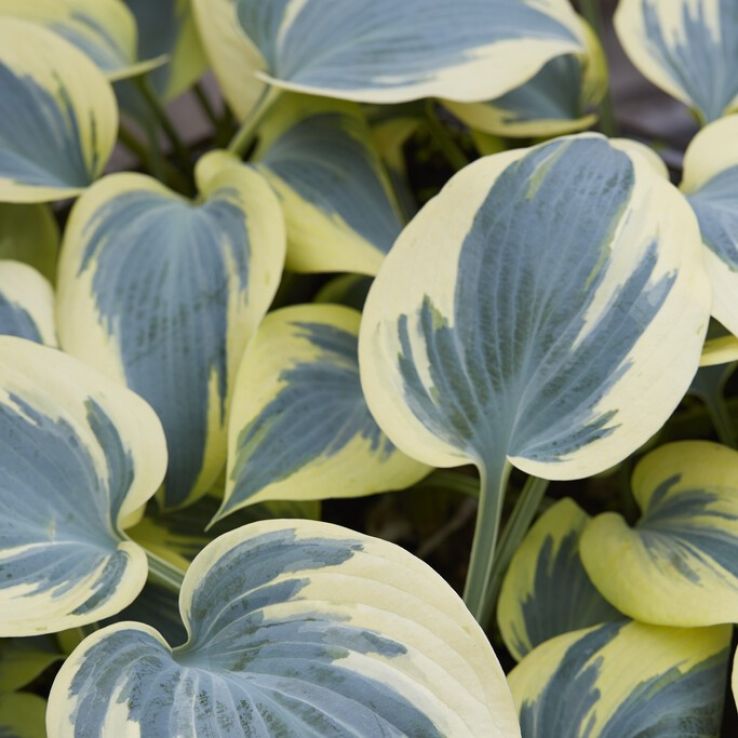 Hosta Ben Vernooij main product photo