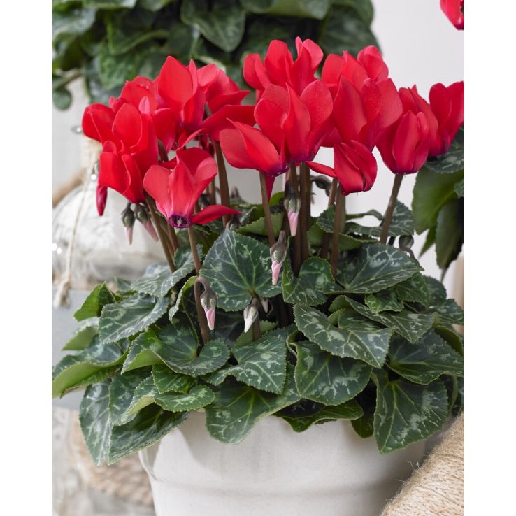Festive Red Cyclamen Plant in Bud & Bloom main product photo