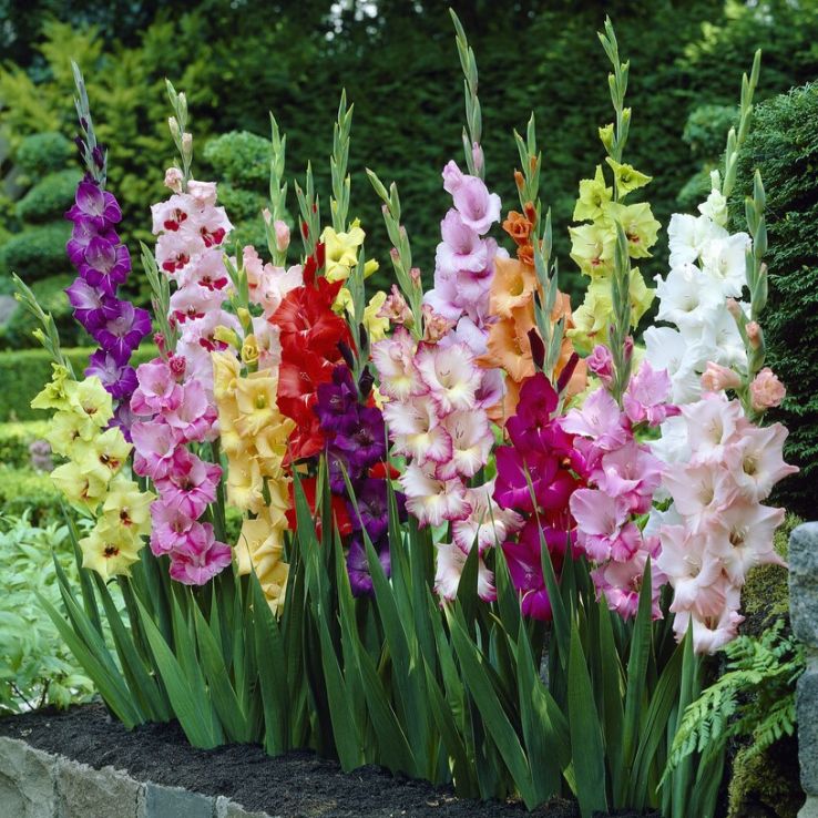 Gladiolus Butterfly Mixed - Pack of 7 main product photo