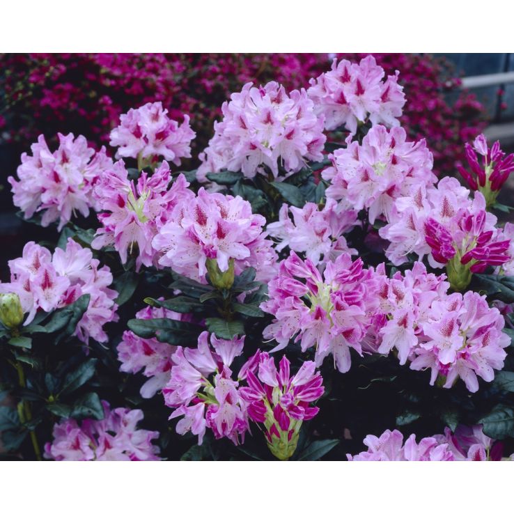 Rhododendron 'Cosmopolitan' main product photo