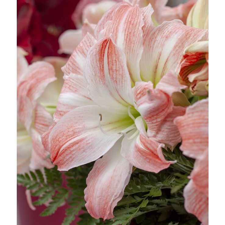 Amaryllis - Giant Amadeus - Hippeastrum Bulb main product photo