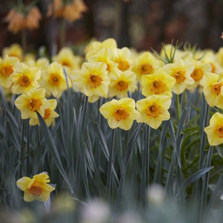 Narcissus Bright Jewel - Pack of 10 Bulbs main product photo