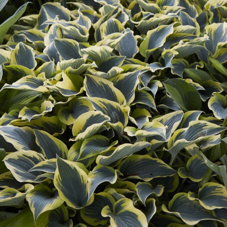 Hosta First Frost main product photo