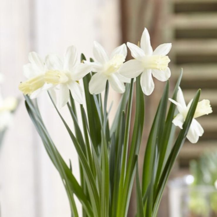 Narcissus Snow Baby - Pack of 8 Bulbs main product photo