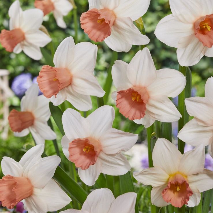 Narcissus Iwona - Pack of 10 Bulbs main product photo