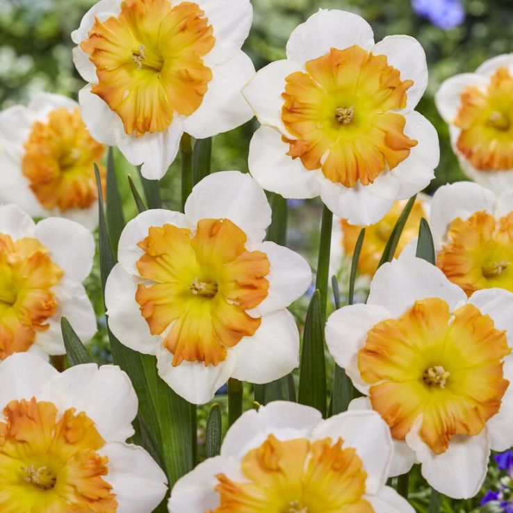Narcissus Zinzi - Butterfly Daffodil - Pack of 8 Bulbs main product photo