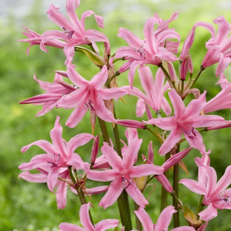 Nerine bowdenii 'Amandi' - Guernsey Lily main product photo