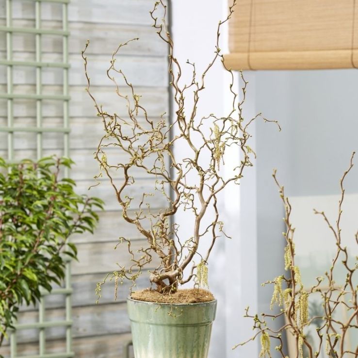 Corylus avellana contorta 'Medusa' - Special Corkscrew Hazel circa 100cm main product photo