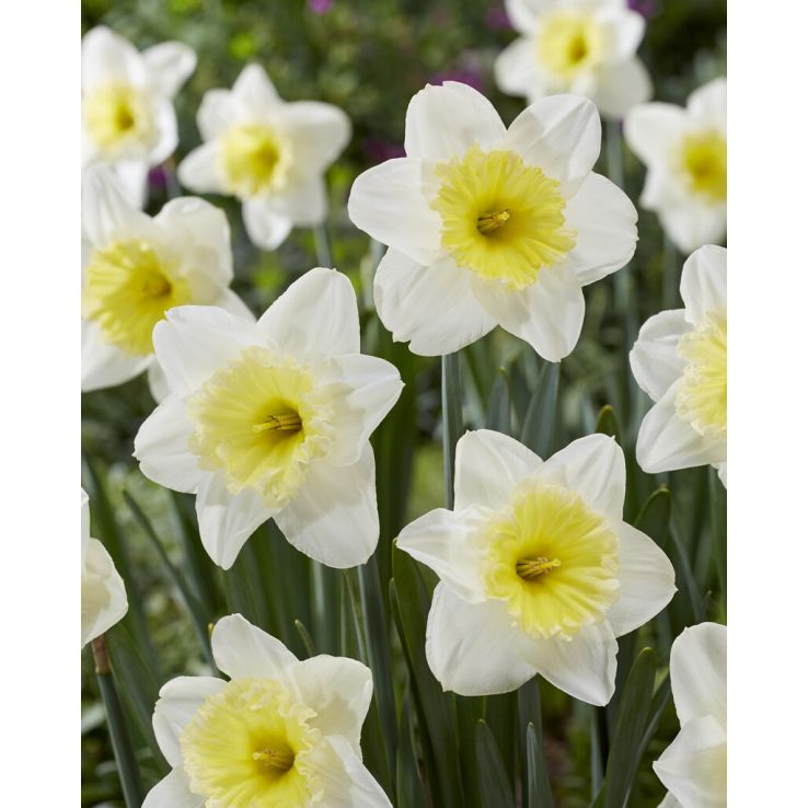 Daffodil The Ice Follies - Pack of 15 Bulbs main product photo