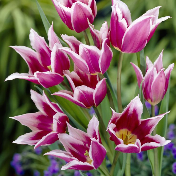 Tulipa Claudia - Pack of 6 main product photo