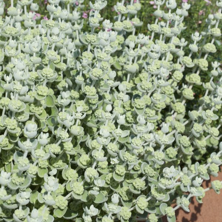 Ballota pseudodictamnus main product photo