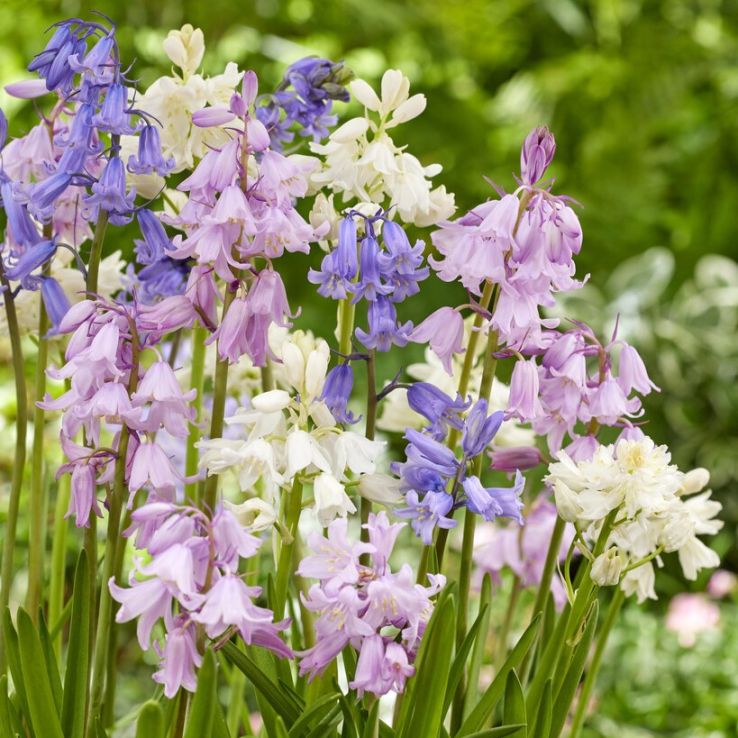 Scilla hispanica Mixed - Spanish Bluebell - Pack of 10 Bulbs main product photo