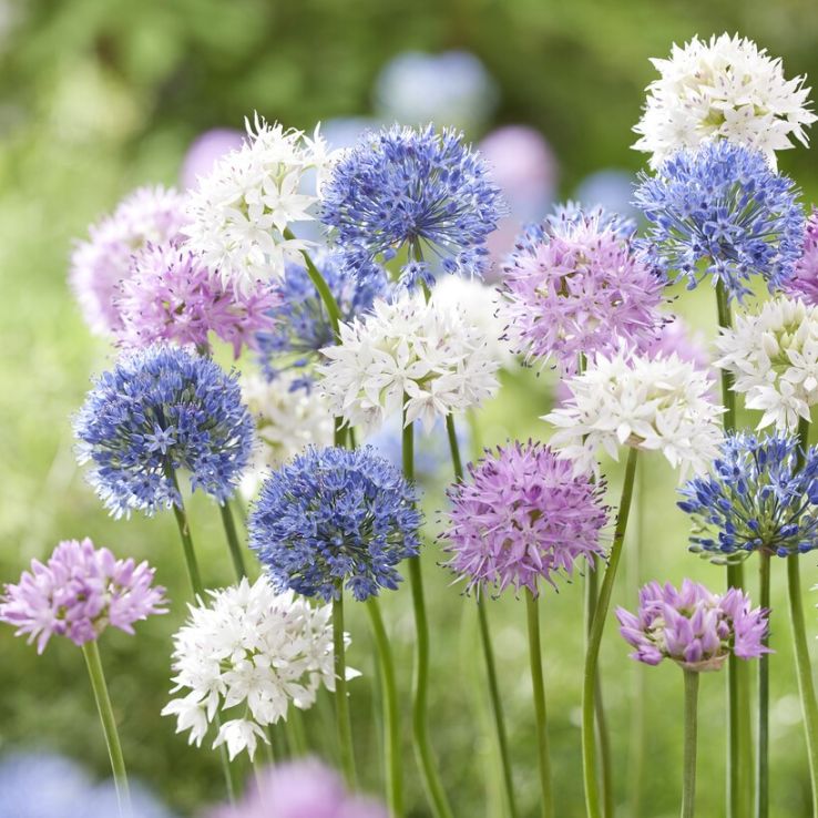 Allium 'Species Mix' - Small-flowered Alliums- Pack of 30 Bulbs main product photo