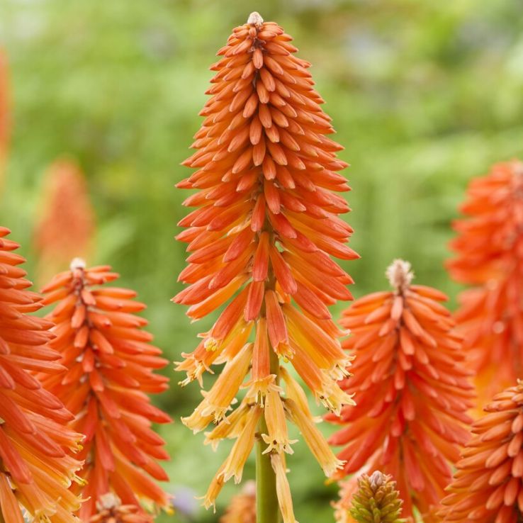 borealis plant Willo Borealis Dahlia Tuber main image 0