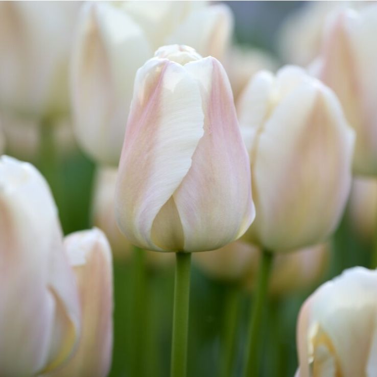 Tulip 'Apricot Pride' - Pack of 6 main product photo