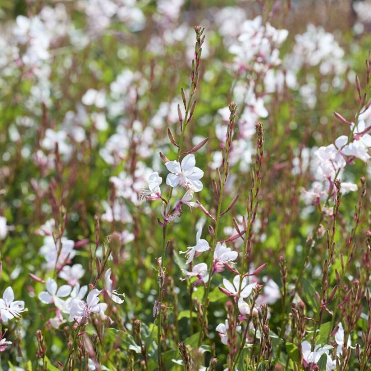 Gaura lindheimeri 'Gaudi White' main product photo