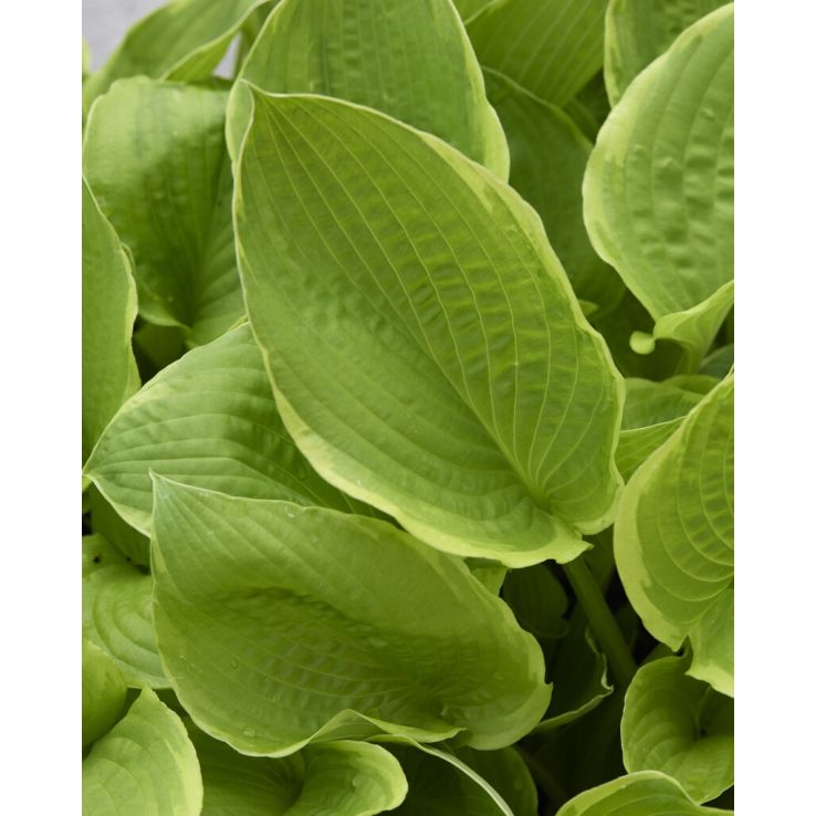 Hosta Frozen Marguerita main product photo