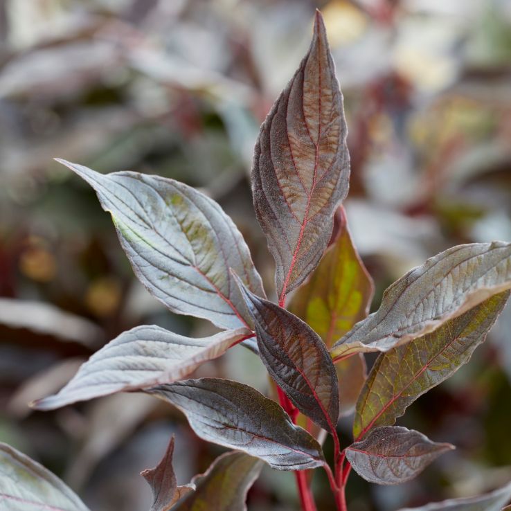 Cornus alba 'Nightfall' - Large circa 120-140cm tall main product photo