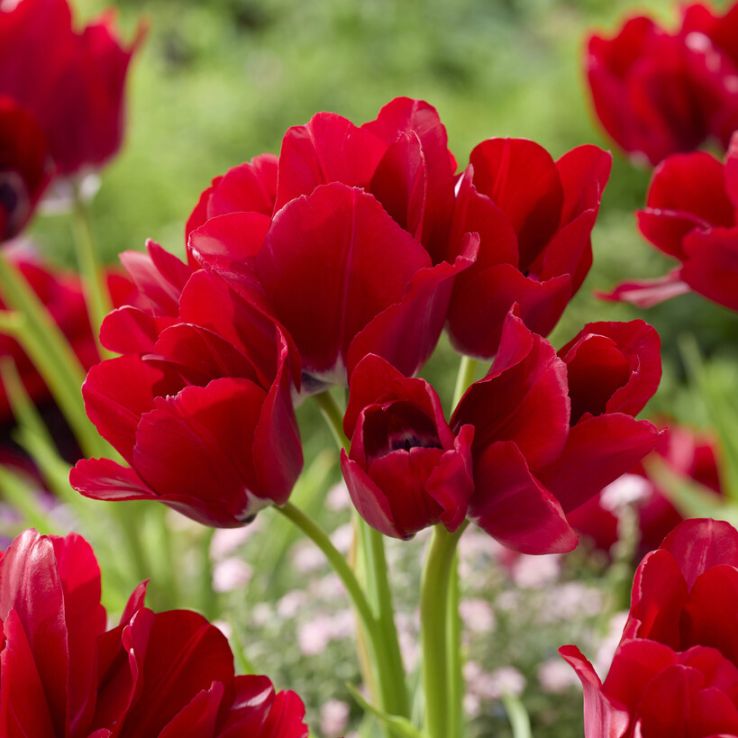 Tulip Fiery Club - Pack of 6 main product photo