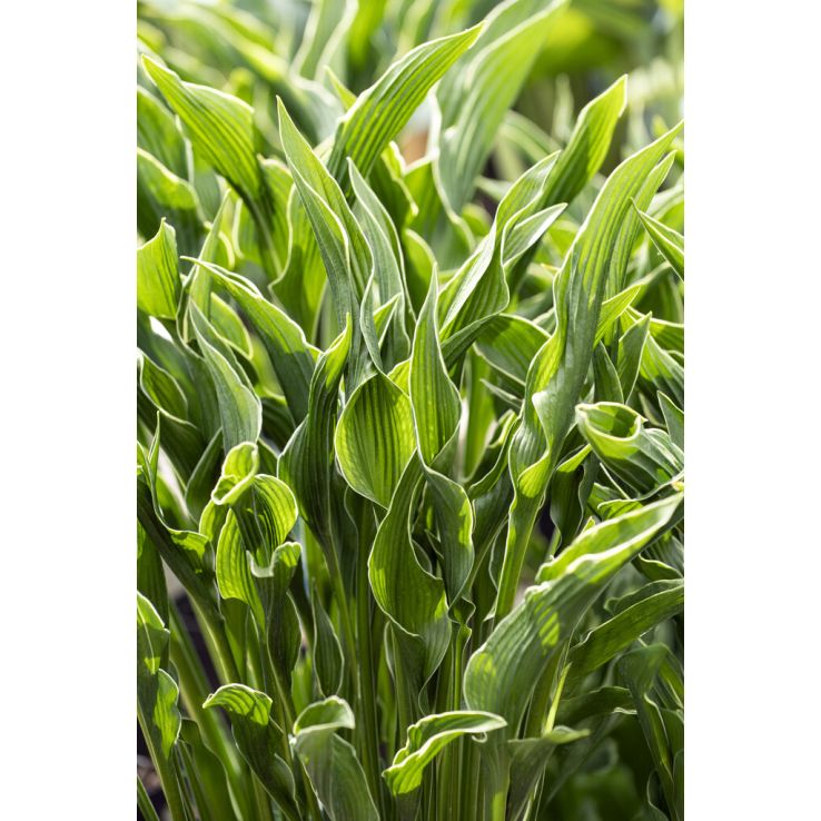 Hosta 'Praying Hands'