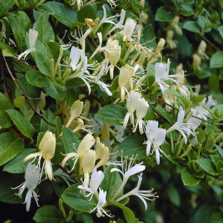 Lonicera japonica Halliana - Japanese Honeysuckle main product photo