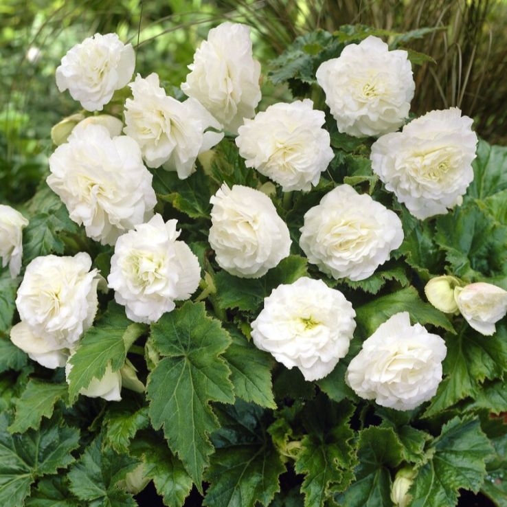 Begonia Non Stop White main product photo