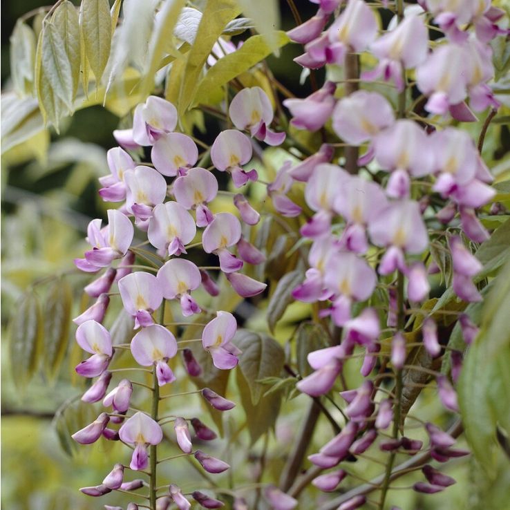 Wisteria floribunda Rosea - (Honbeni) Pink Japanese Wisteria main product photo