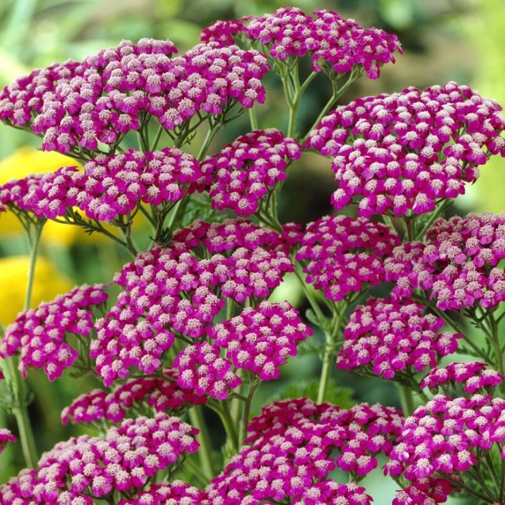 Achillea millefolium Summer Wine main product photo