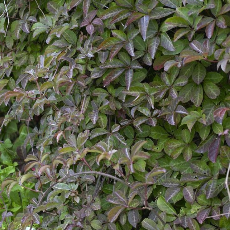 Parthenocissus henryana - Chinese Virginia Creeper main product photo